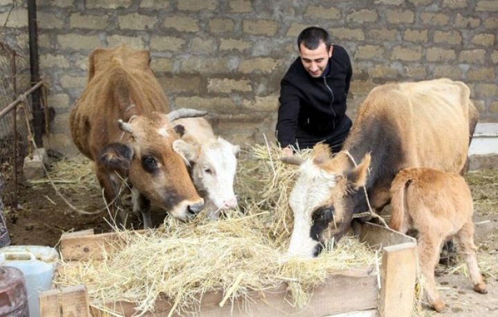 Nazir: “Şikayət əsasında 119 heyvan yenisi ilə dəyişdirilib”  