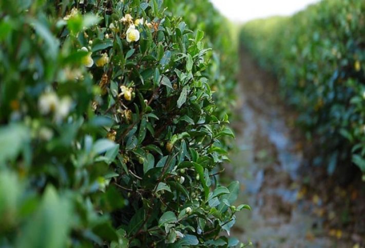 “İlk dəfə ağ çay istehsal etdik və gözəl nəticə verdi”