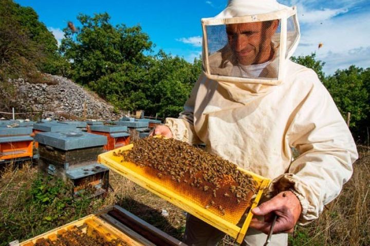 Assosiasiya: Arıçılıq üçün lazım olan avadanlıqlara gömrük rüsumları azaldılmalıdır