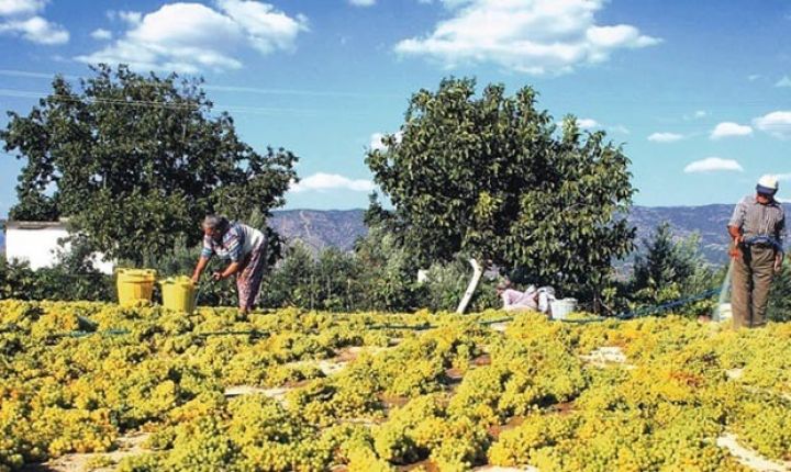 Türkiyə Kənd təsərrüfatı Sığortaları Hovuzu 2018-ci ilin nəticələrini açıqlayıb