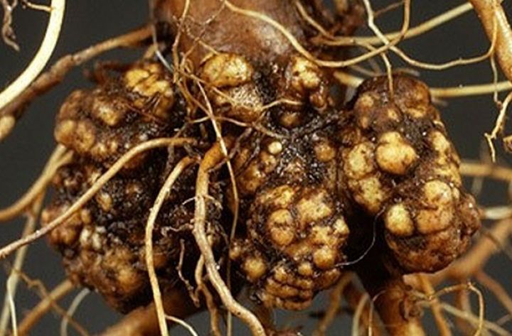 Azərbaycanda təhlükəli xəstəliyin yayılmasının qarşısı alınıb - MƏHV EDİLİB