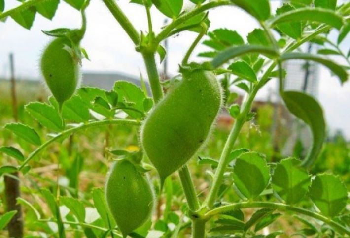 Qobustan rayonunda noxud tədarükünə başlanılıb