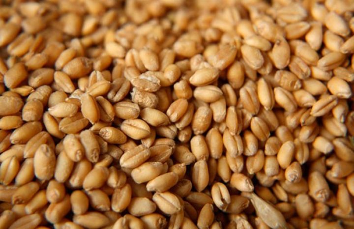 Qazaxıstandan Azərbaycana buğda ixracı 3 dəfə artıb