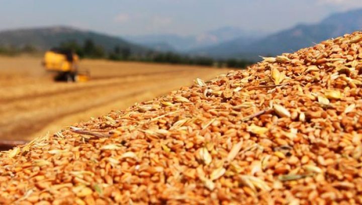 ˝Emal müəssisələri yerli buğdanın alış həcmini artırırlar˝