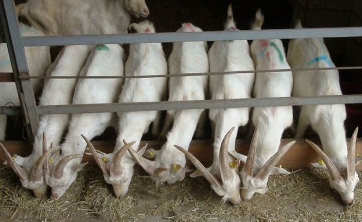 Diri çəkisi 70 kiloqrama çatır, 800 litrə yaxın süd verir  - İMİŞLİDƏ TƏSƏRRÜFATI YARADILIB