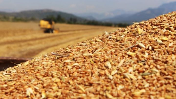 Dövlət Ehtiyatları Agentliyi yüksək keyfiyyətli yerli ərzaqlıq buğdanın tədarükünü elan etdi