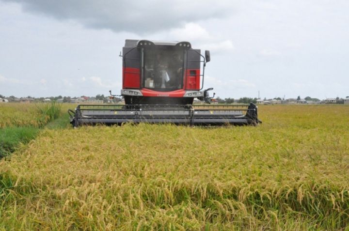 Maya dəyərindən 10-15 dəfə baha satılan məhsulun yığımına başlanılıb