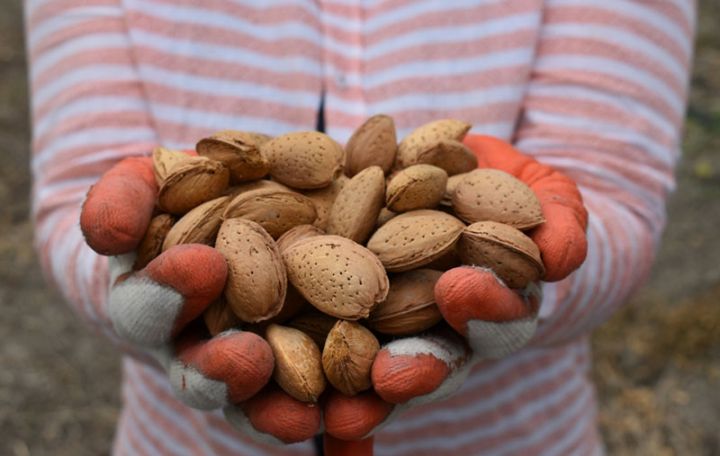 Yeni salınan badam bağlarından məhsul yığımına başlanılıb