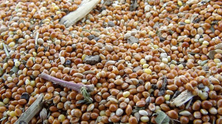 Cəlilabadda ilk dəfə  əkilib; gəlirli sahədir