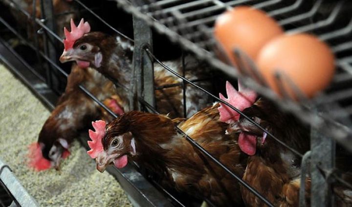 Hacıqabulda tikilən yeni quşçuluq müəssisəsi bu şirkətlər qrupuna məxsusdur