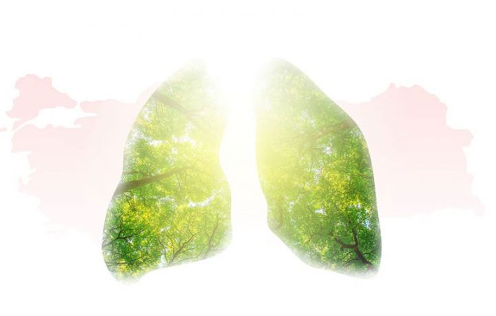 Azərbaycanın şirkətlər qrupu Türkiyəyə minlərlə ağac ianə etdi