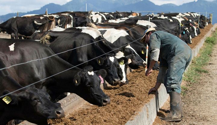 Gürcüstan 9 ayda Azərbaycana 21 milyon dollarlıq mal-qara satıb