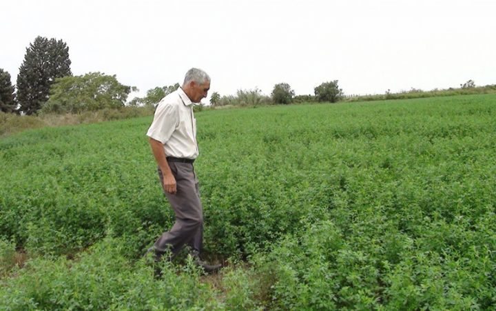 "Satış  yaxşıdır, birinin qiyməti 2,50 manatdır”