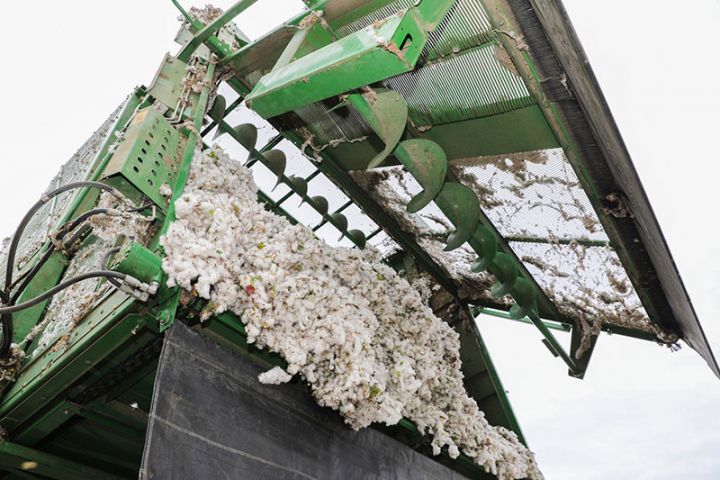 Yığıma 430 ədəd pambıqyığan kombayn cəlb edilir