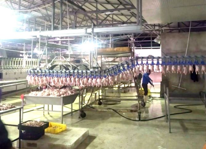 "Murad Aqro" broylerdə yoxlama - ARAŞDIRMALAR BAŞLAYIB