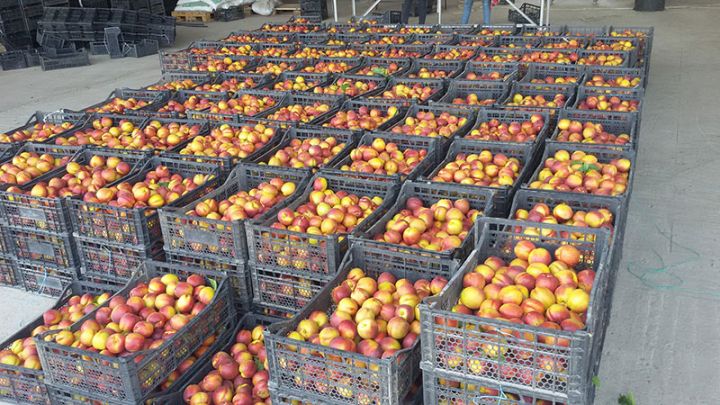 Tərtərdə konservləşdirmə və quru meyvə istehsalı müəssisələri tələb olunur