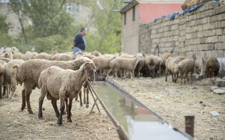 Rusiyadan heyvanların gətirilməsinə məhdudiyyət qoyuldu