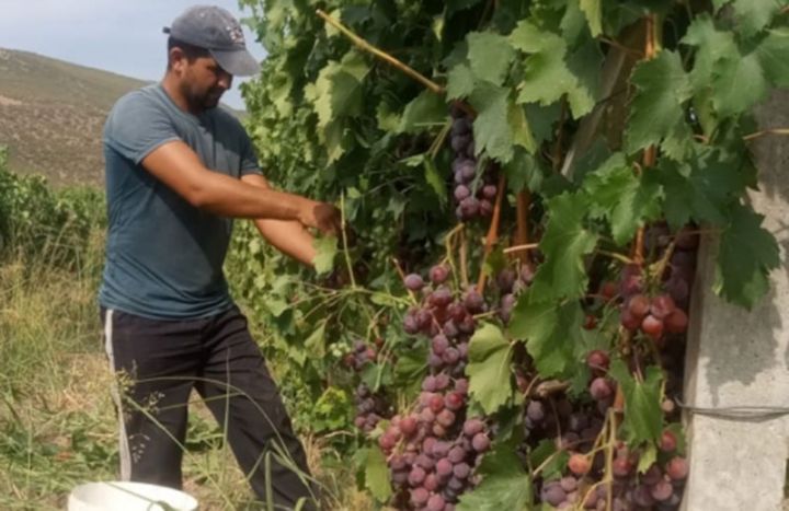 “Aspiland”ın bağlarında üzüm yığımına başlanıb