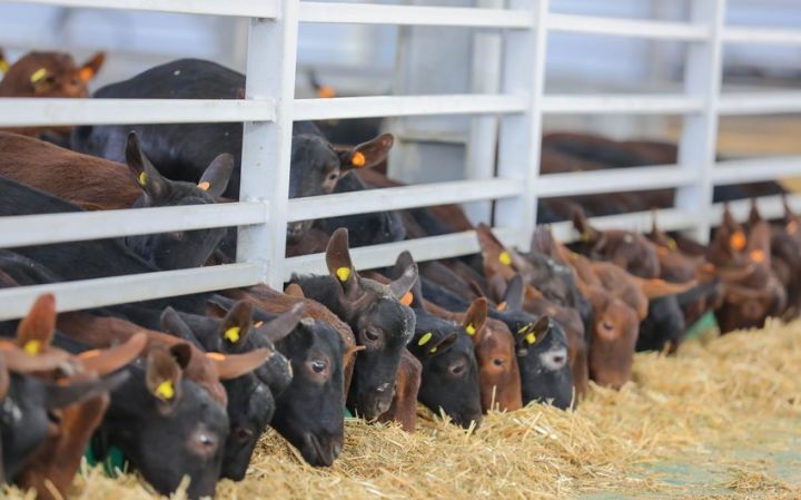 Azərbaycana bütün damazlıq heyvanların idxalına güzəşt verilməyəcək