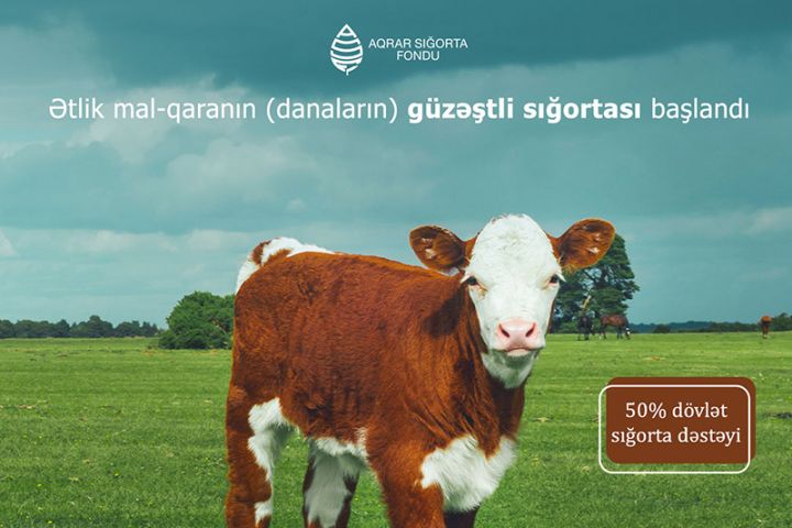 Azərbaycanda danaların güzəştli sığortası başlayıb – ŞƏRTLƏR, MƏBLƏĞLƏR, MİSALLAR