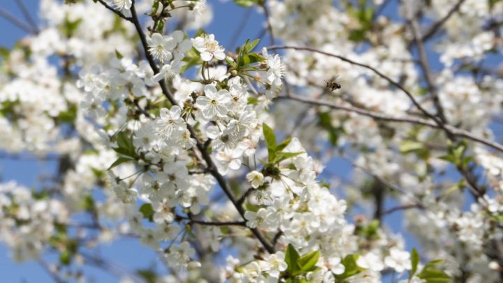Havanın temperaturu artacaq - SABAHIN HAVA PROQNOZU