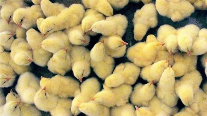 "Ucuz damazlıq yumurta və 1 günlük cücələrin idxalı yerli təsərrüfatların sıradan çıxmasına səbəb ola bilər"