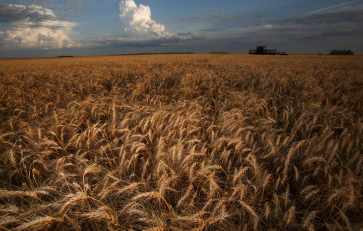 Kanadadakı quraqlıq ilə əlaqədar taxıl qıtlığı barədə xəbərdarlıq edildi