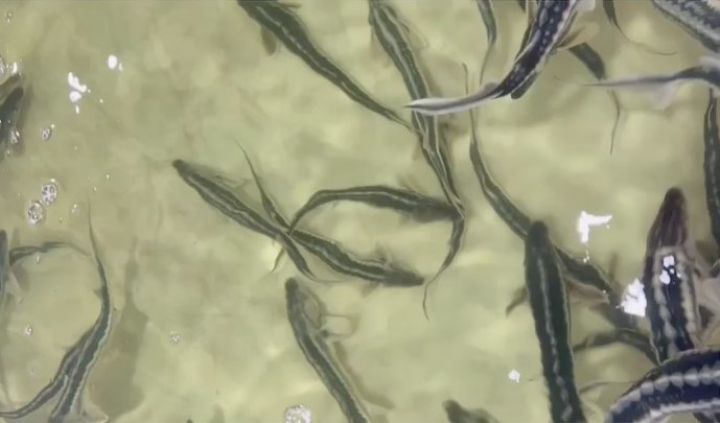 Vitse-prezident "Azerbaijan Fish Farm" şirkətindən paylaşım etdi - VİDEOLAR