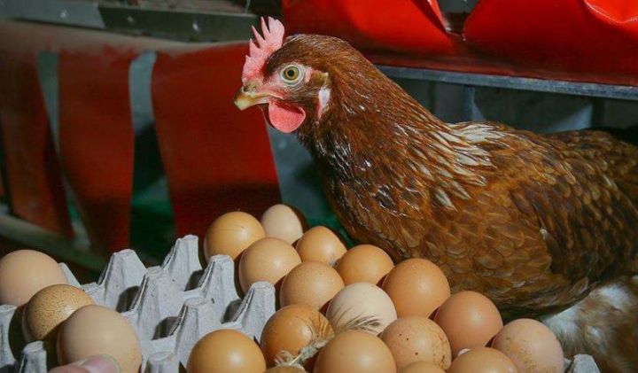 Quş əti və yumurta istehsalçıları hökumətə müraciət etdi - "SATIŞIMIZ MƏHDUDLAŞIB, MƏHSULLARI DƏYƏRİNDƏN AŞAĞI SATIRIQ"