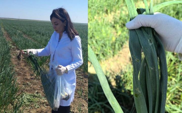 AQTA soğan sahələrindəki problemin səbəblərini müəyyən edib