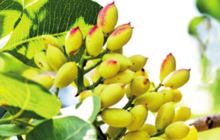 Aqroparkın rezi­denti  püstə bağı salacaq