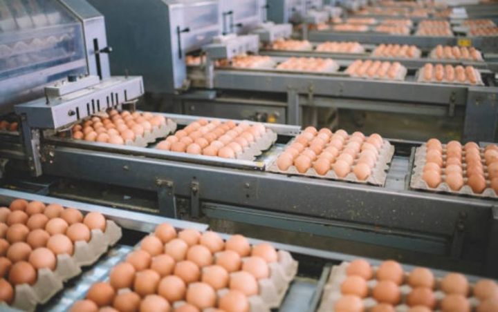 Azərbaycanda ilk dəfə pasterizə olunmuş yumurta istehsalı sahəsi istifadəyə veriləcək