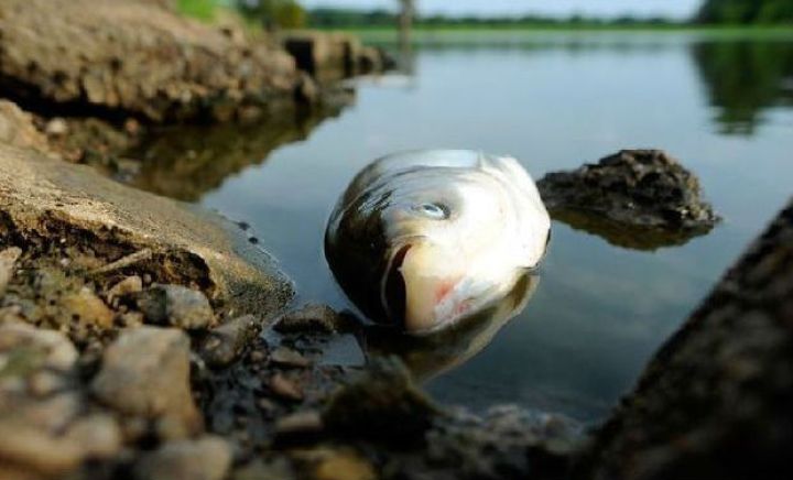 "Mahmudçala"da balıqların kütləvi ölümünün səbəbi açıqlanıb