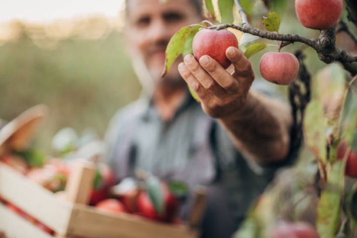 "1 hektar meyvə bağı 1 hektar taxıl sahəsindən daha çox gəlir gətirir"