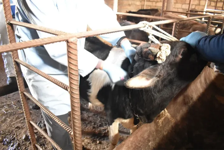 Cəlilabadda dabaq xəstəliyi yayılıb